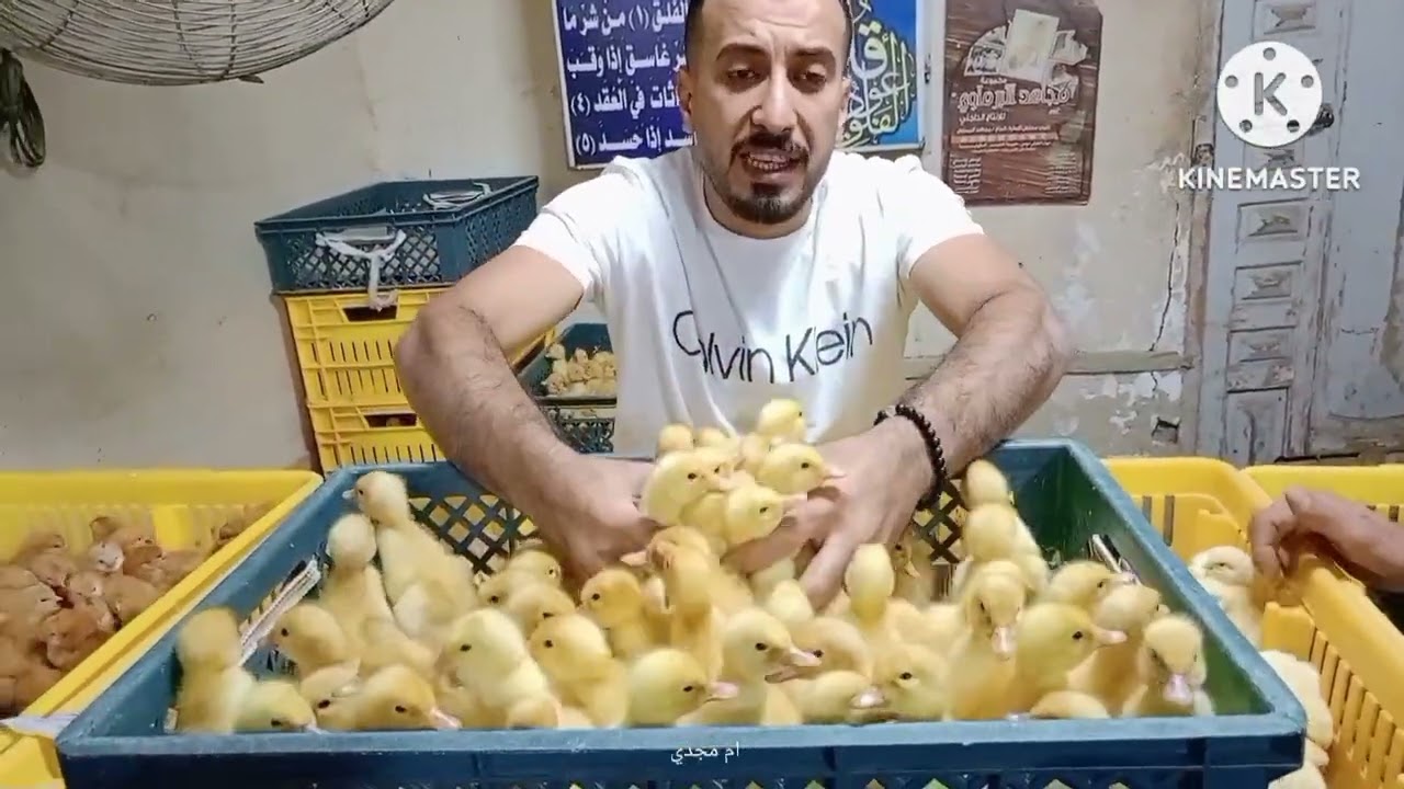 انقلاب وانخفاض في اسعار الكتاكيت والبط اليوم في معمل البرماوى 9/23