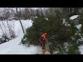 Tree felling