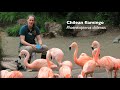 Zoo to You   Chilean Flamingos