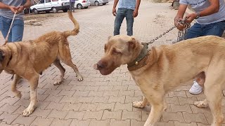 Asıl Ve Leydi - Uzun Video Hazırlanıyor