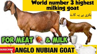 anglo nubian goat //world best goat //full information about nubian goat//8kg milk average per day 😯