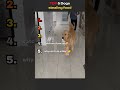 TOP 5 dogs stealing food😎🤣❤️#funny #petsrule #pets #puppy #doggielife #meme #automobile #puppy #dog
