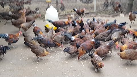 Trực Tiếp Tư Vấn Chăn Nuôi Gà Rừng - p4