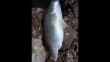 Giây phút chiến đấu kịch tính với vược biển khủng - Big sea bass fighting moments