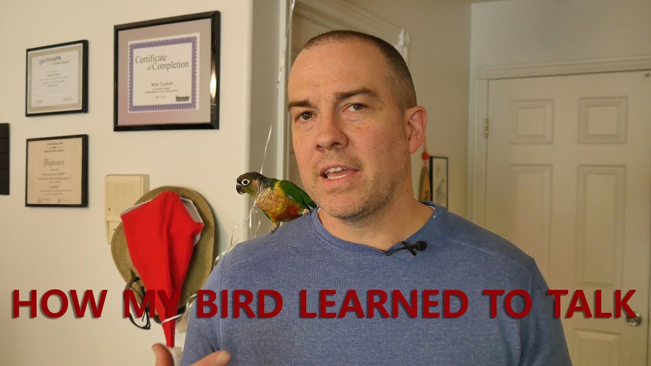 How To Teach A Conure To Talk