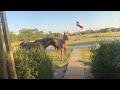 Fedex Left The Gate Open & Horses Got Out - Not Really, I Let Them Out