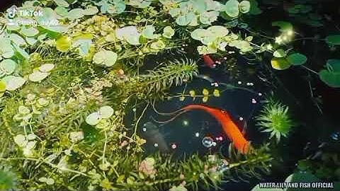 NGẮM CÁ SONG KIẾM NUÔI TRONG LU SÀNH