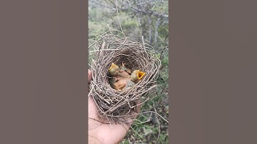 Pendapatan Hari Ini, Dapat Anakan Burung Cendet #fyp #amazing #omg #animal #viral #cendet #anakan