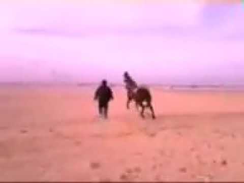 على الدنيا غابو فى عرب