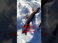 Трофейная щука 2 часть. Бурейское водохранилище. #рыбалка #щуканажерлицы #зимняяловлярыбы #shorts