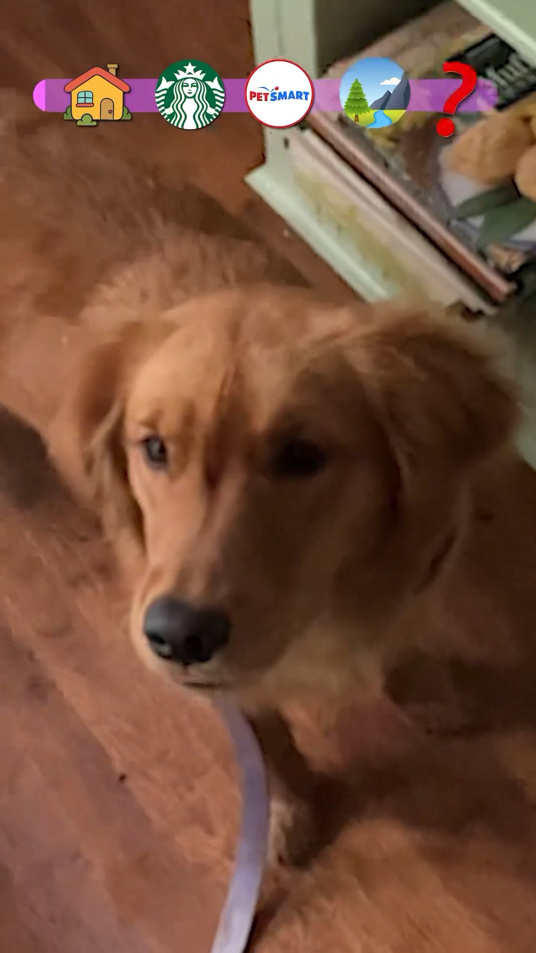 Where did my Dog go?