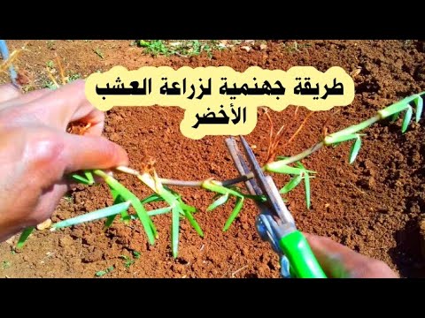 فيديو: التعامل مع المروج المنحدرة: نصائح لزراعة العشب على منحدر