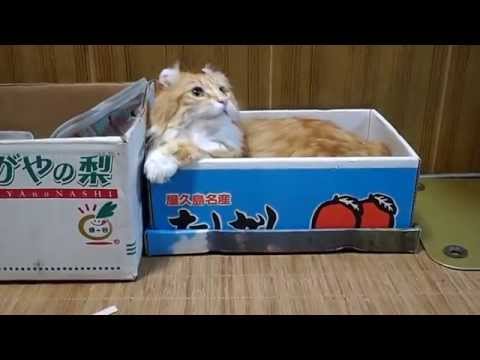 こねこと　なかよく　あそんでるかもしれない、おれ