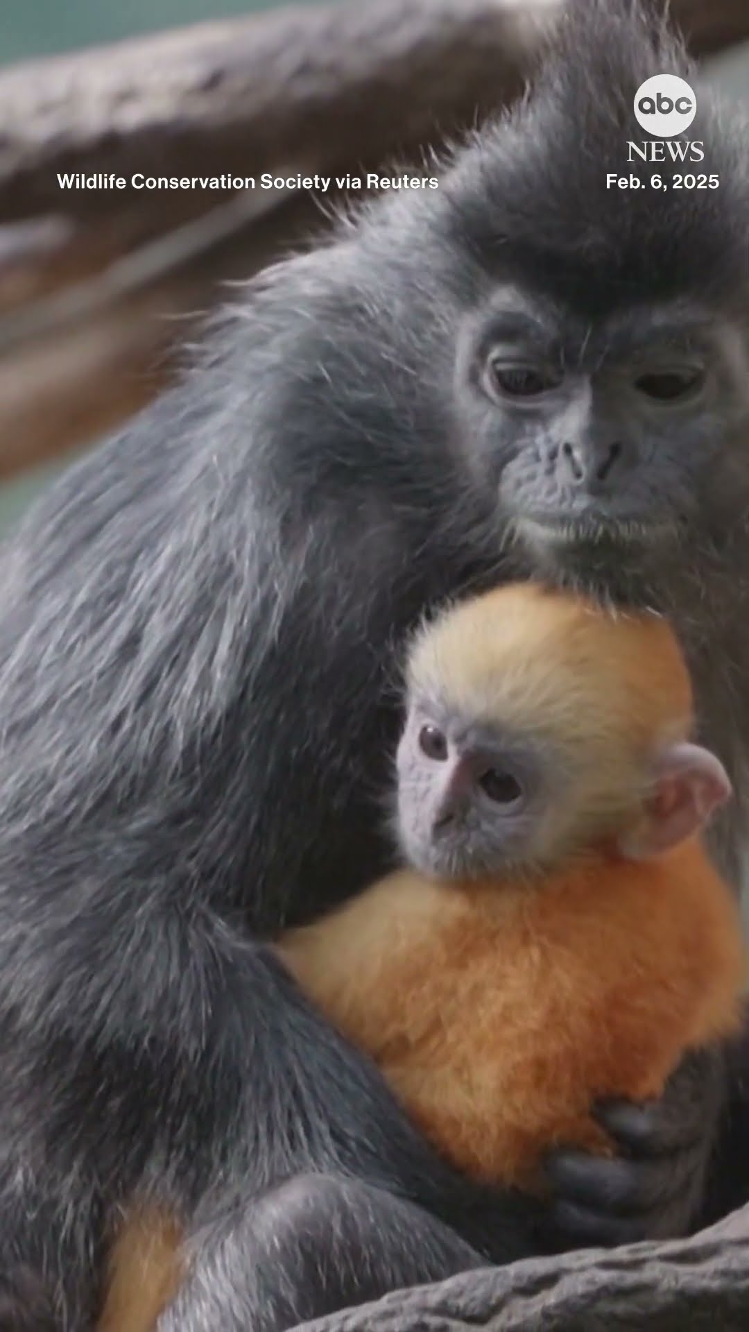 Bronx Zoo welcomes new baby monkey