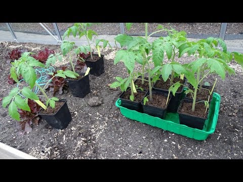 Video: Hoe Tomatenzaailingen Te Kweken?