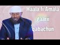 Sheikh Alii Jimma Haala Fi Amala Gaarii Qabachuun