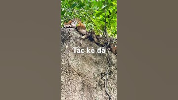 CỐT TOÁI BỔ HAY CÒN GỌI TẮC KÈ ĐÁ #nghiepdufim