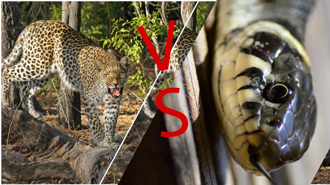 Leopard VS Big Python sneak real fight, Leopard wild Big Battle - Most ...