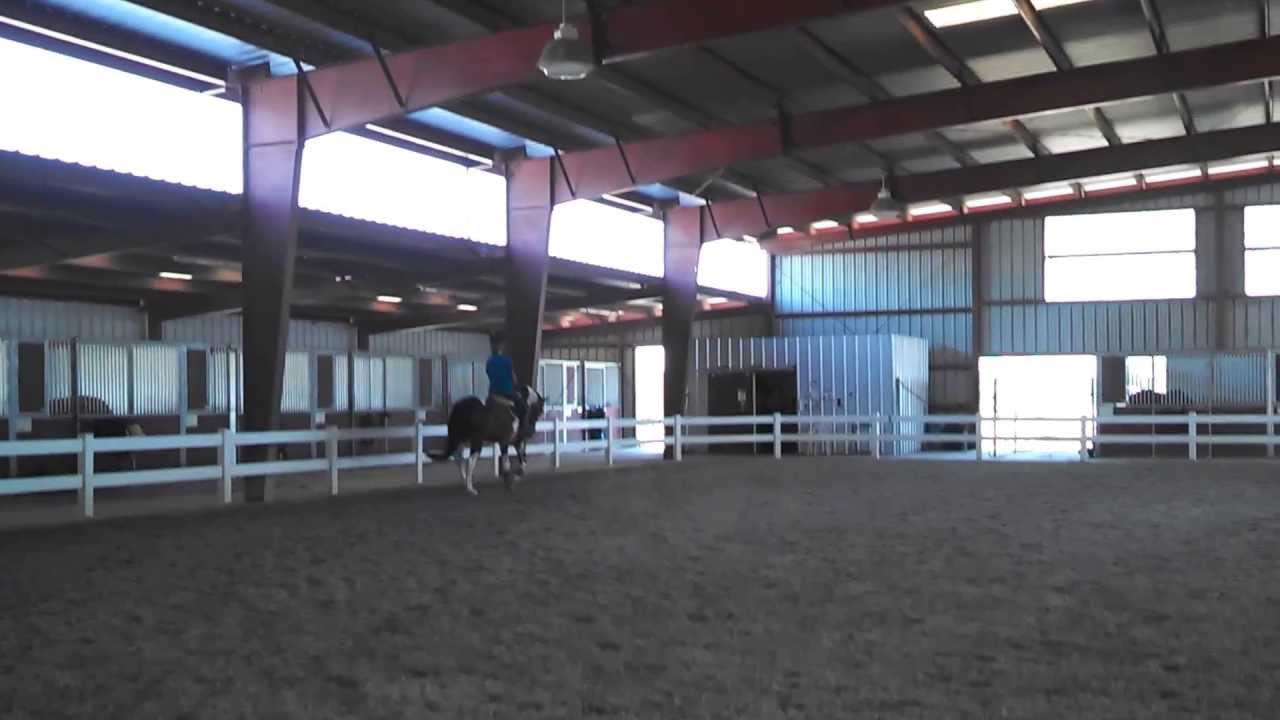 Bentley 5 Yr. Old QH/Paint for sale YouTube
