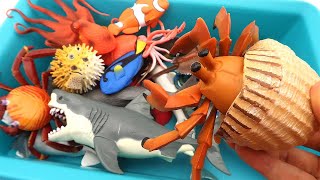 Sea Animals In The Deep Sea! Learn Sea Marine Water Animal Names - Shark, Nemo, Dori, Stringray