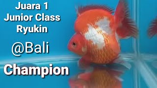 KONTES IKAN MAS KOKI DI BALI ‼KELAS JUNIOR RYUKIN . JUARA 1, 2, 3 GIMANA ⁉️ #bangubanan, #kontesikan