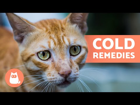 CAT COLD TREATMENT at HOME 🐱✅ Remedies for Colds in Cats