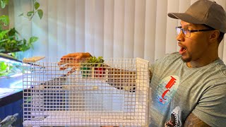 DIY Turtle BASKING AREA  made w/Egg Crate! $30 to build w/a modern twist!
