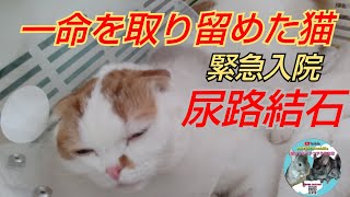 【緊急入院】尿路結石の恐怖 (猫がこんな時はすぐに病院へ)@saorichinchilla.