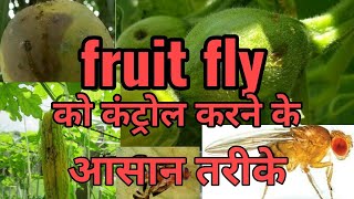 Fruit fly, फल मक्खी, करेला ,लौकी तुरई बेल वाली फसलों को फल मक्खी से बचाने का आसान तरीका फ्री में