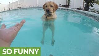 Clever dog learns how to stand in pool like a human screenshot 3