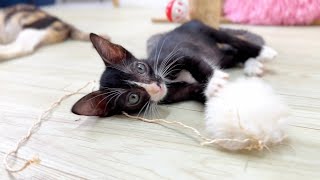 [ Rescue Kitten] kitten ORio so happy To Play and Get love From Big Cat, If they are Not His Mother