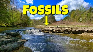 These Alabama River Banks Are LOADED With Dinosaur Age Fossils and Other Treasures!