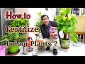 How to Fertilize your indoor Plants ?