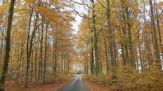 Beech Wood Forest October Drive.