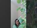 beautiful song #shortvideo #gardendesign money plant 💚💚💚💚🙏🙏🙏🙏🥰🥰🥰