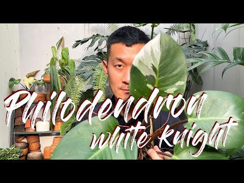 Philodendron White Knight Care And Propagation