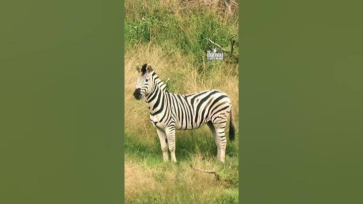 50 BMG vs Zebra