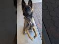Malinois down stay for Amazon return.#malinois #gooddog #dogtraining
