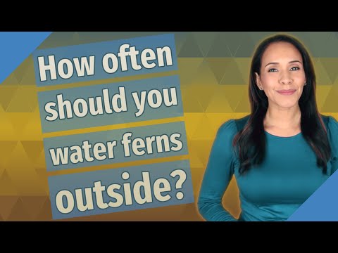 How often should you water ferns outside?
