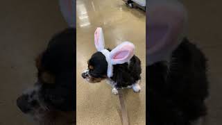 Maggie Trying On Bunny Ears At The Pet Store