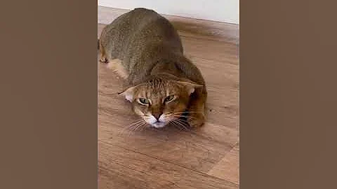Чаузи Астрид отвечает на вопросы 😹
