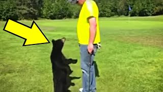 Todos Ficaram Pasmos Quando Filhote De Urso Selvagem Correu Em Direção A Golfista, E Foi Abraçá-Lo