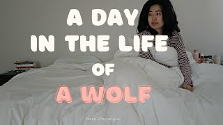Living a day in my life as a wolf (sleep chronotypes )