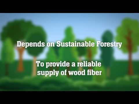 Video: Ar taupydami popierių tikrai išsaugomi medžiai?