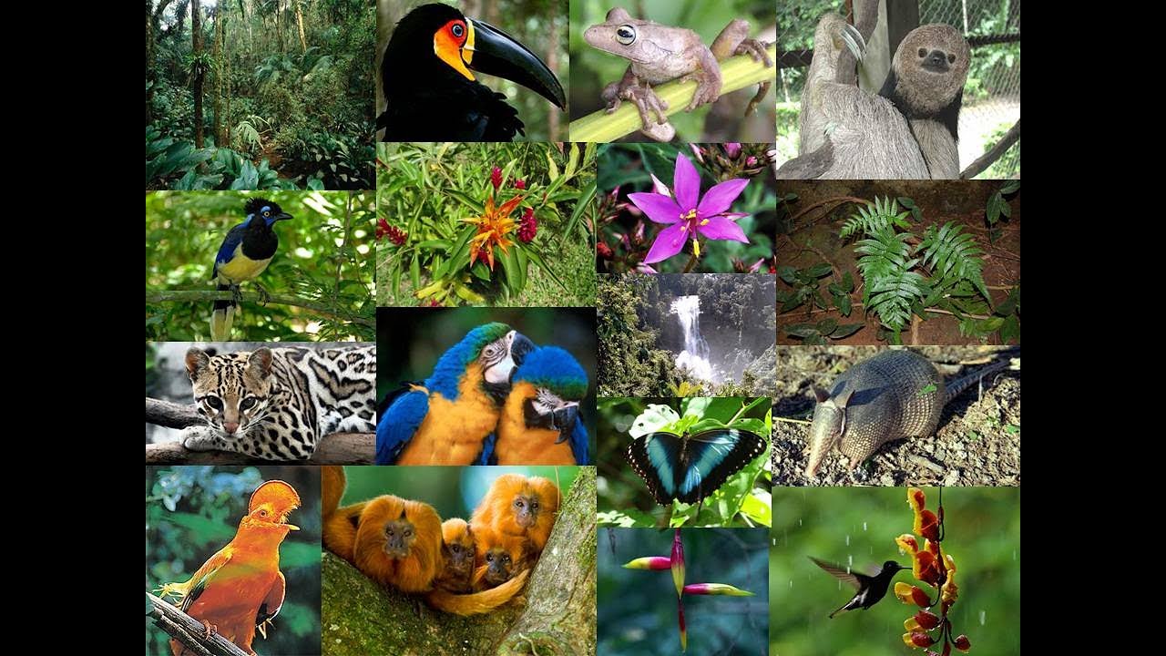 Органический мир лесов. Тропические животные. Животные тропических лесов.