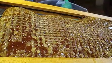 Extracting Honey Part 1 of 2