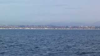 Grey Whale San Diego1