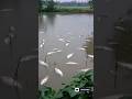 পুকুরের সব মাছ গুলো মারা গেছে