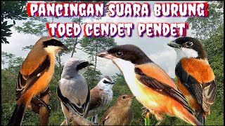 suara pikat burung toed cendet pentet ribut || how to call a bird in the forest