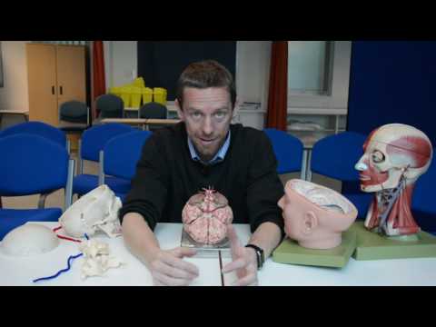 Video: Circle Of Willis - Entwicklung, Behandlung, Symptome